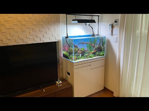 ゲリラLIVE！全部を詰め込んだ究極の特注アクアリウム！【アクアリウムトールマン動画チャンネル！トールマンTV!】