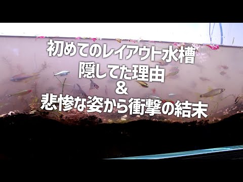 初めて立ち上げたレイアウト水槽の結末…何故隠していたのか。#260【アクアリウム】
