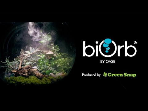 植物専用のテラリウム【biOrb AIR (バイオーブエア)】を使って多肉植物を植えてみた！使い方も解説！