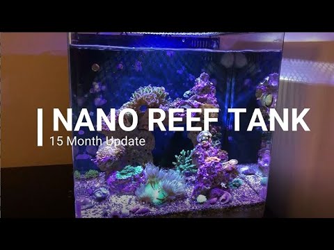 Easy Cheap Nano Reef – 15 Month Update