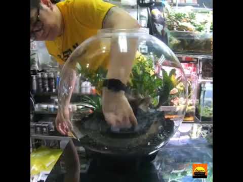 Easy set up terrarium in biorb air