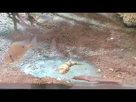 케실 a80 담수 조명 후기 kessil a80 tuna sun