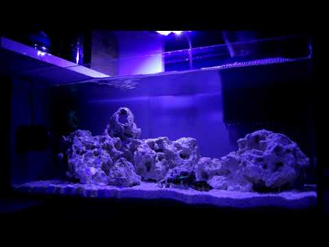 Ege's 7 Gallon Nano Reef Update | Bubble Magus Protein Skimmer and Monster Conch Snails