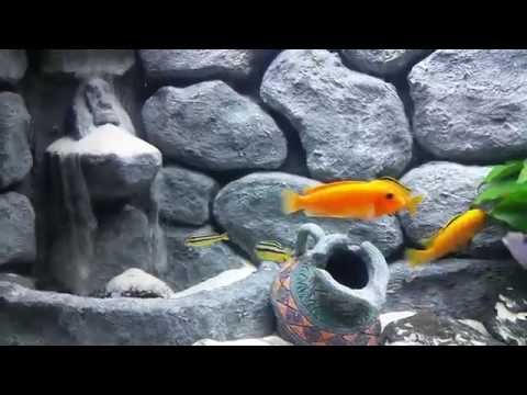 Eheim 240 L. Malawi aquarium.