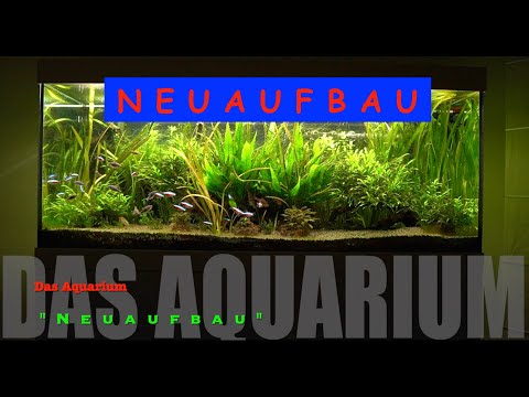 Eheim 240l Vivaline – Das Aquarium – Neon, Barbe, Smaragdprachtbarsch, Salmler – NEUAUFBAU