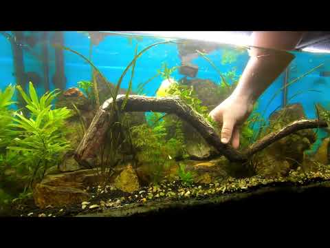 Eheim Aquapro 126L Aquarium – DAY 205/Tree branch