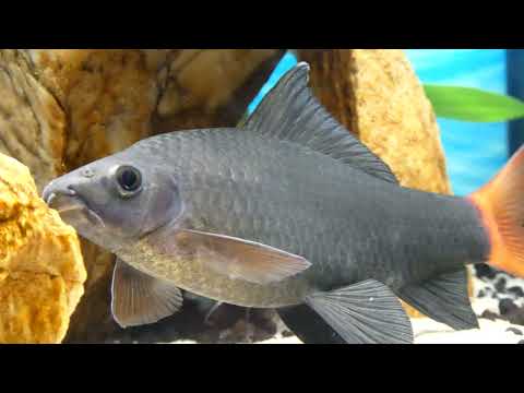 Eheim Aquapro 126L Aquarium DAY 46 The First Plants