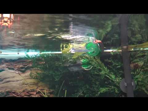 Eheim Flow Pipe, Lily Pipe, Strömungsglocke. Eheim Proxima 250 classic Led.