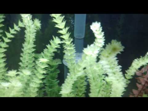Eheim prefilter on an Aquaclear 70, who knew.