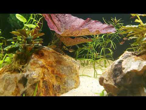 Eheim Proxima 250 mit Nannostomus mortenthaleri