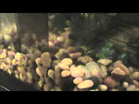 EHEIM QuickVac Pro Aquarium Gravel Cleaner FULL REVIEW