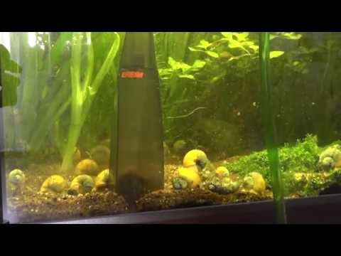 Eheim Vacuum Gravel Cleaner Set and Aquarium "Spring" Cleaning – part 1