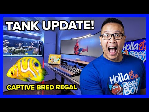 Ep.17 – Tank Update With Captive Bred Regal Angel (Red Sea Peninsula 650)