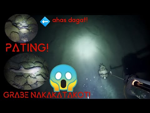 EP#2 Night spearfishing  reef octopus ? babyshark ??