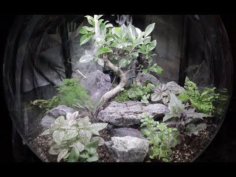Episode 10: BiOrb & Terrarium Plant Unboxing