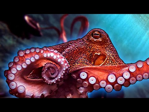 Exploring The Reefs | Hunting & Catching Octopus SEAFOOD?