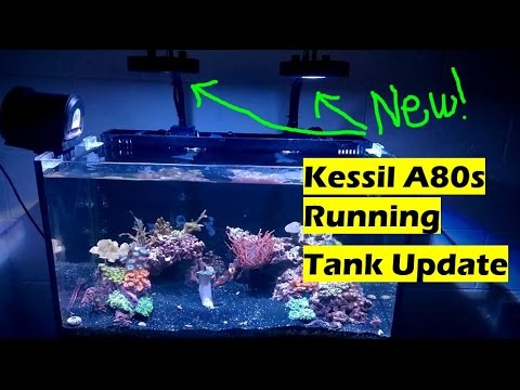 ?? IM Nuvo Fusion 20 Update. The Kessil A80s are working great.