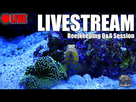 ? LIVE: Kessil A500X, Clown Tang Removal & More! – Reef Keeping Q & A Session w/Mr Saltwater Tank!
