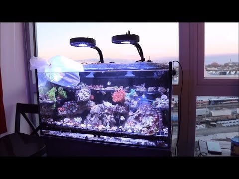 ? 3 Years of ULM Coral and Fish: My Innovative Marine Nuvo Fusion 20 Aquarium!