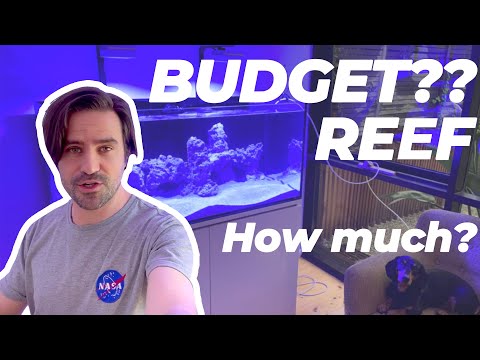 FAILING to stay on a budget with my Aqua One ReefSys Reef Aquarium