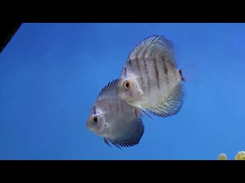 **FAILURE** EHEIM Aquarium Heater / Discus Tank