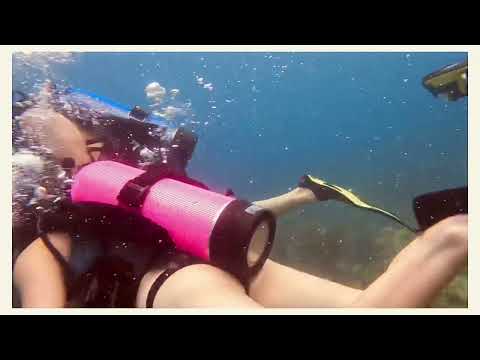 Fantastical family dive at Neptune and Emerald reef! ￼