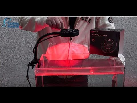 FaunaMarin: Kessil H80 Tuna Flora eine Refugium LEDLeuchte