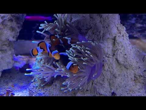 FAZIT – 1 Jahr Juwel Lido 200 Meerwasseraquarium ?✨?