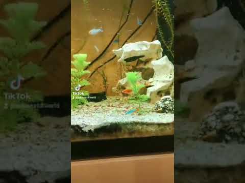 #feeding #fish #aquaristik #aquarium #tank #juwel #rio #110 #led