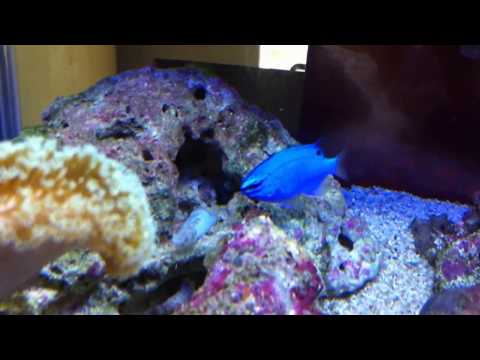 Feeding my reef octopus