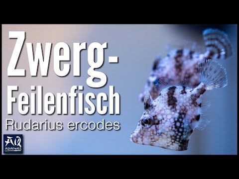 Feilenfisch, der keine Korallen frisst?! | AquaOwner