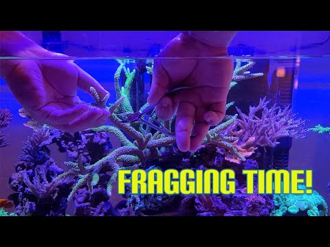 Filling Up The Frag Tank | Cutting Up All My Coral | Red Sea Reefer 525XL