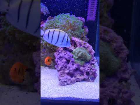 fish room, nano reef, 90 gallon reef, aquaknight v2