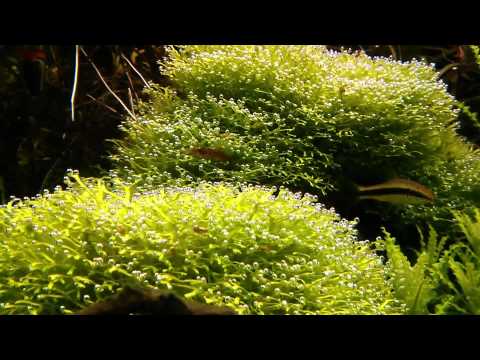 fish tank juwel 180 liters!!