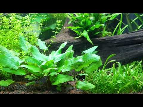 Fish tank Juwel Rio 125 4 weeks
