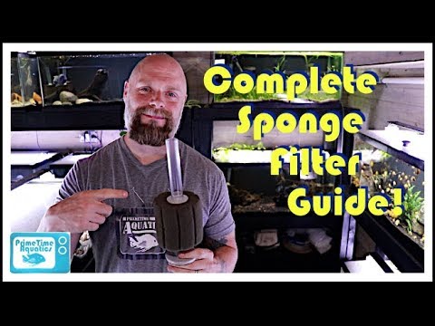 Fish Tank Sponge Filters: Everything You Need to Know! Assembly | Placement | Flow and More