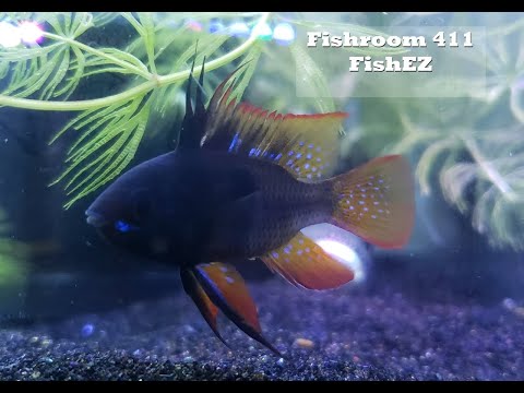 Fishroom 411: Black Ram Fry & Breeder Box Techniques