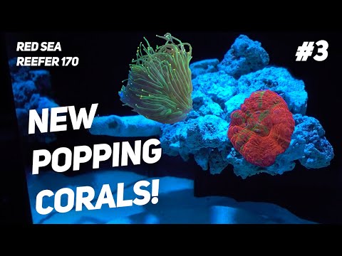 Floating Reef AquaScape: Red Sea Reefer 170 – New Corals & Tank Update.