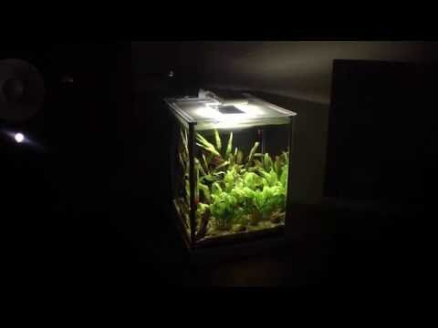 Fluval 2.6 Gallon Spec Stock Light vs. Finnex Stingray – Lighting Comparison