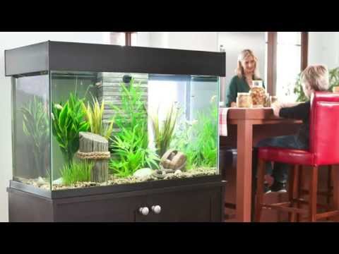 Fluval Accent Aquarium Maintenance Guide