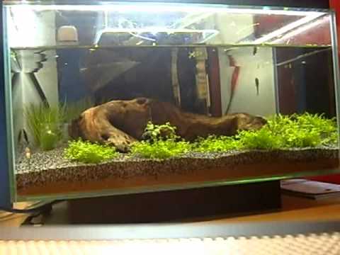 Fluval EDGE #3 – Partial water change