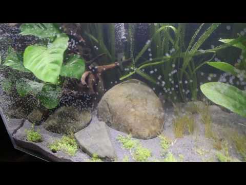 Fluval Edge 46l – Set up, scape and views