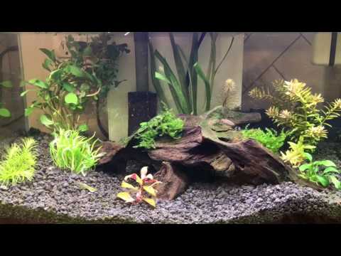 Fluval Edge 6 Gal Review & Mods