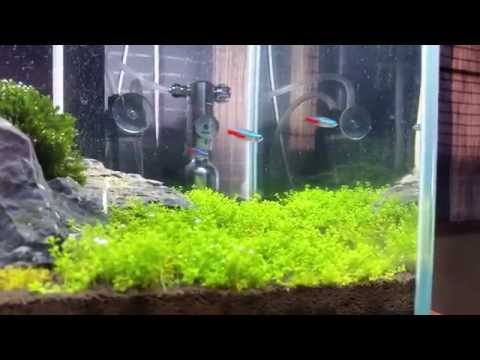 Fluval Edge Iwagumi Tank [HD] – Day 32