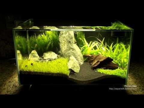 Fluval Edge mit extra Beleuchtung…