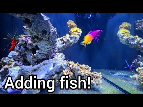 Fluval Evo 13.5 Adding livestock!!