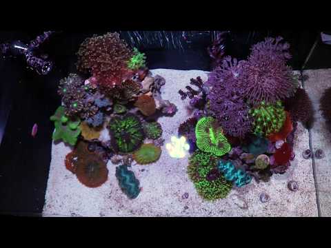 Fluval Evo 13.5 Reef Tank – What corals you can keep