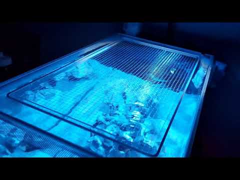 Fluval Evo 13.5 with Kraken Reef lid and Aqua Knight V2 LED light