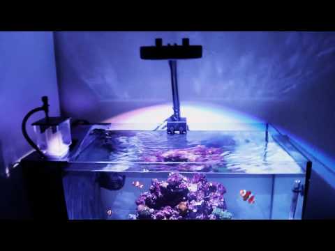 Fluval Evo 13.5g Nano Reef Tank with Kessil A80