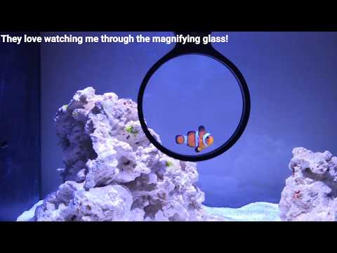 FLUVAL EVO | Kessil a80 | CLOWNFISH | 4 Month Update